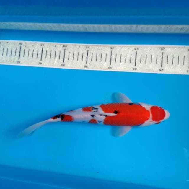 Sanke 31cm