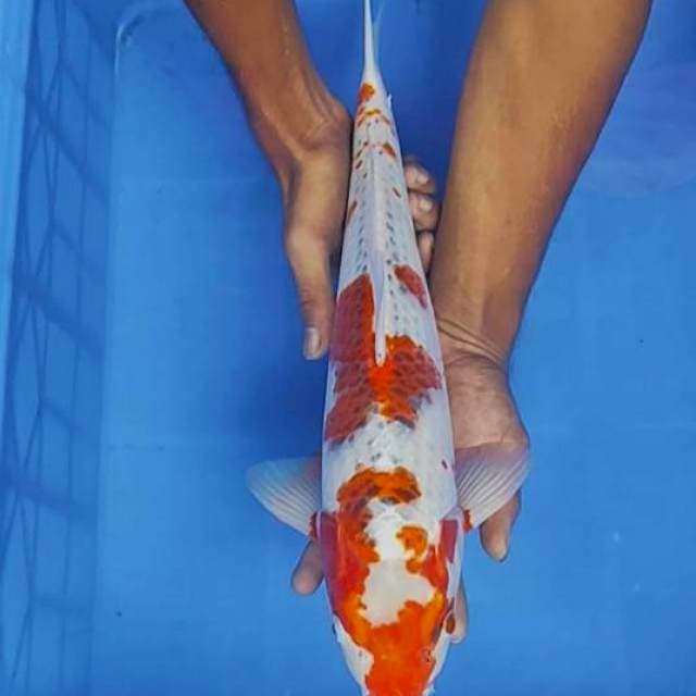 Kojaku 41cm