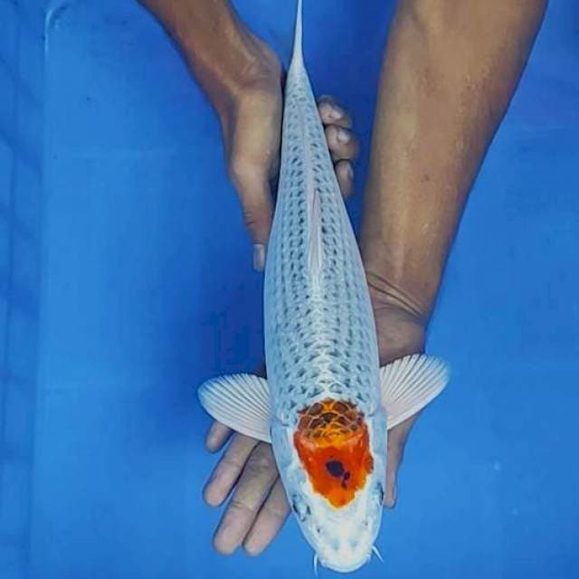 Tanco kojaku 38cm