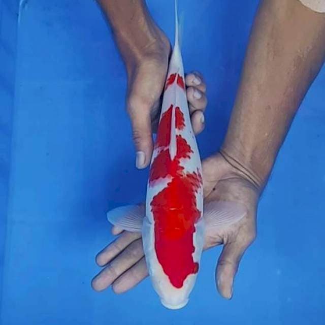 Kohaku 32cm