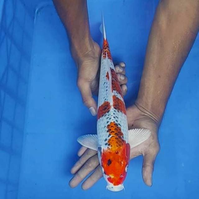 Kojaku 34cm