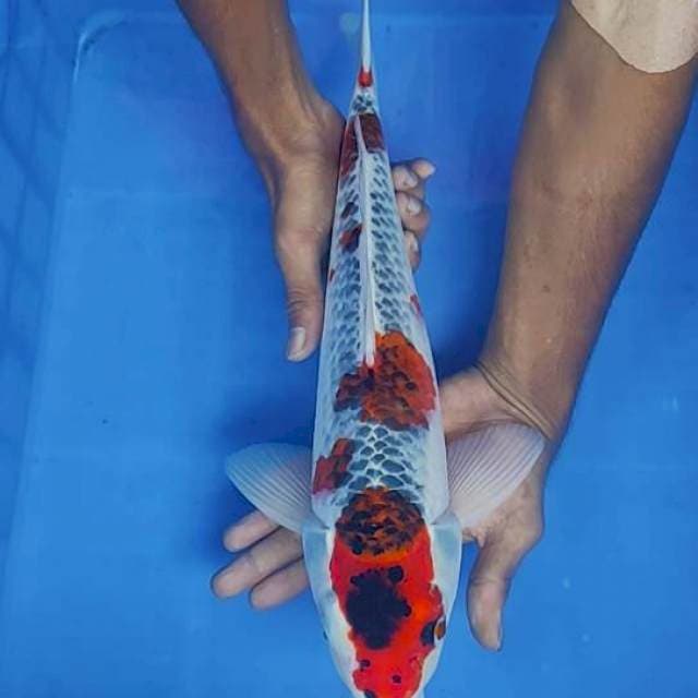 Gosiki 41cm