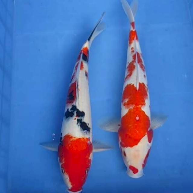 Mix 2ekor 34,35cm