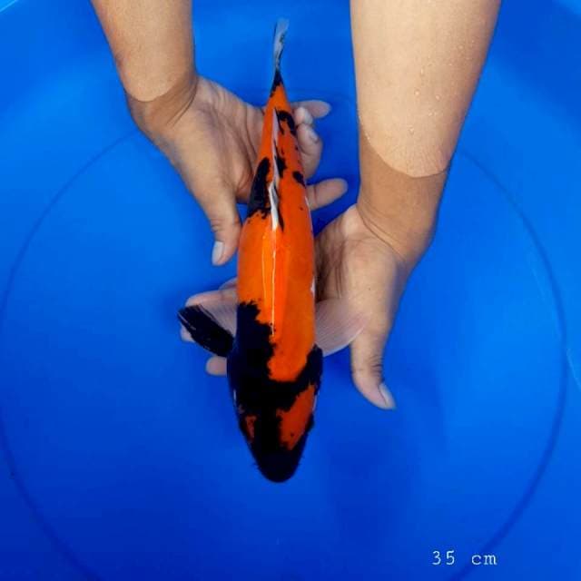 Showa doitsu murni 35 cm