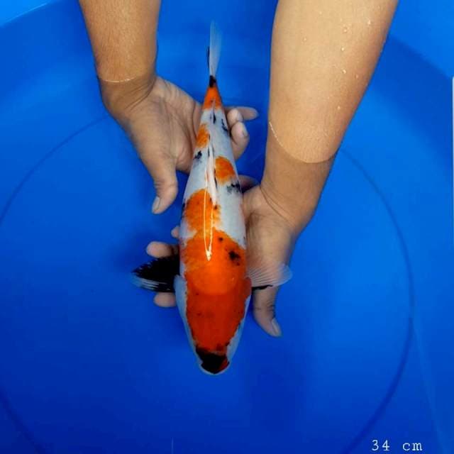 Showa original 34 cm