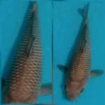 30cm istimewa F1 marudo murni cagoi jaring joss