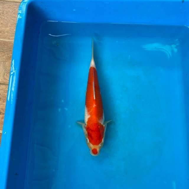Kohaku Kondo Serti