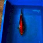 Kohaku Kondo Serti