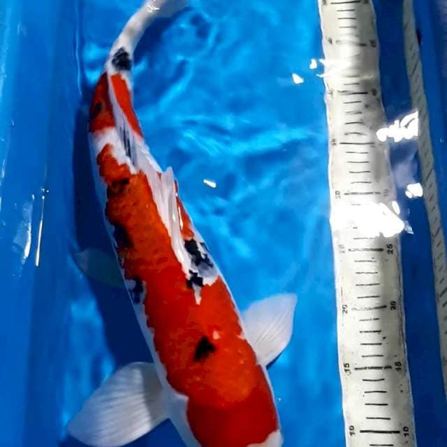 SANKE 50 CM MALE