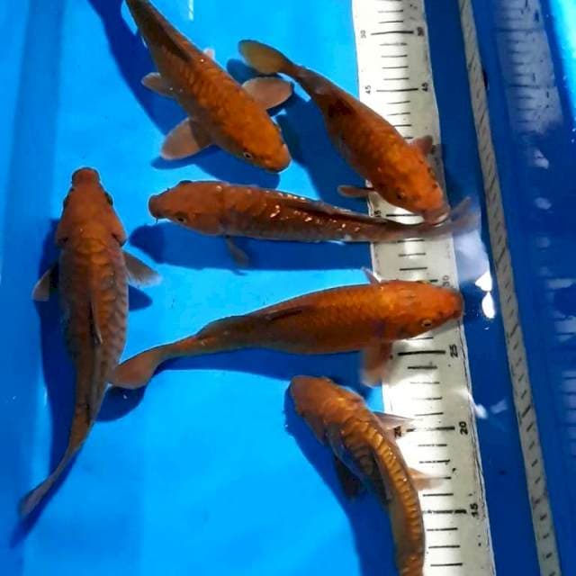 CHAGOI TEMBAGA 20-25 CM 