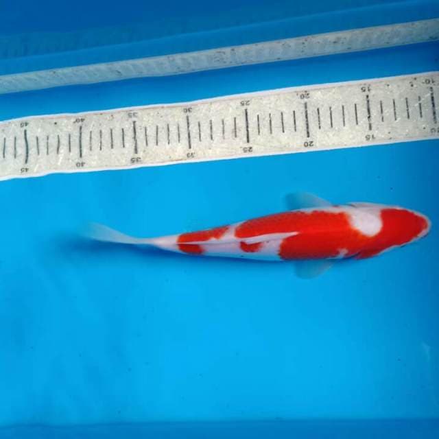 Kohaku 28cm