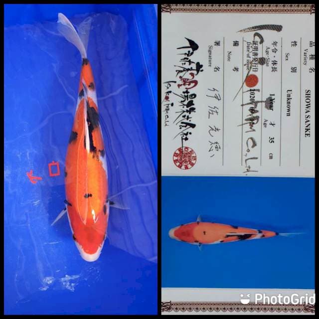 Showa Import Serti
