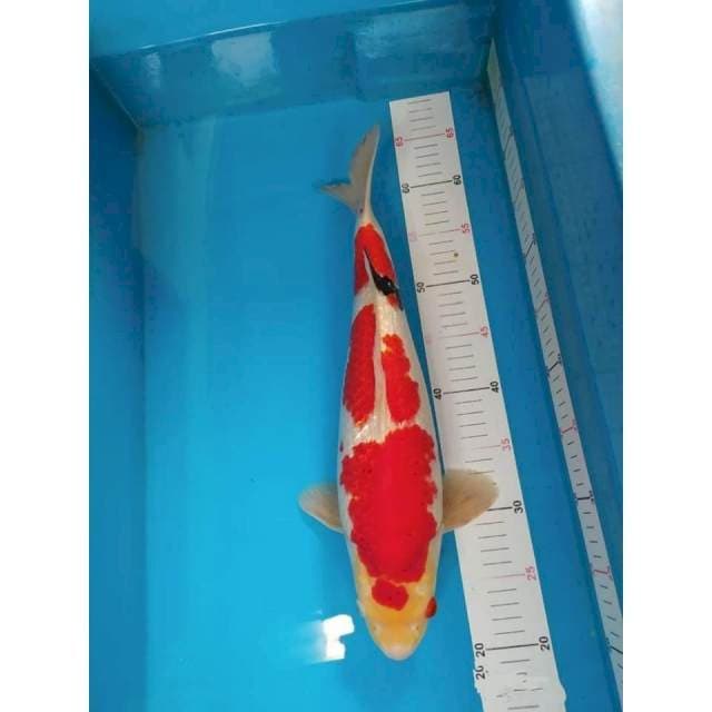sanke male 45 cm