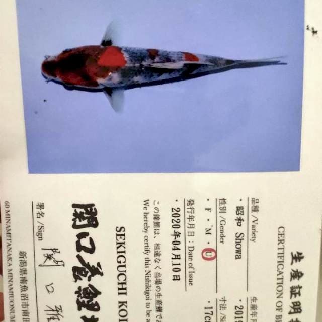 Sekiguchi showa jt