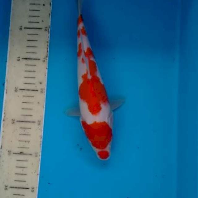 Strong kohaku