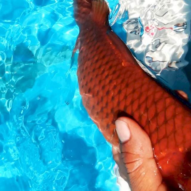 Chagoi tembaga bodi bagus