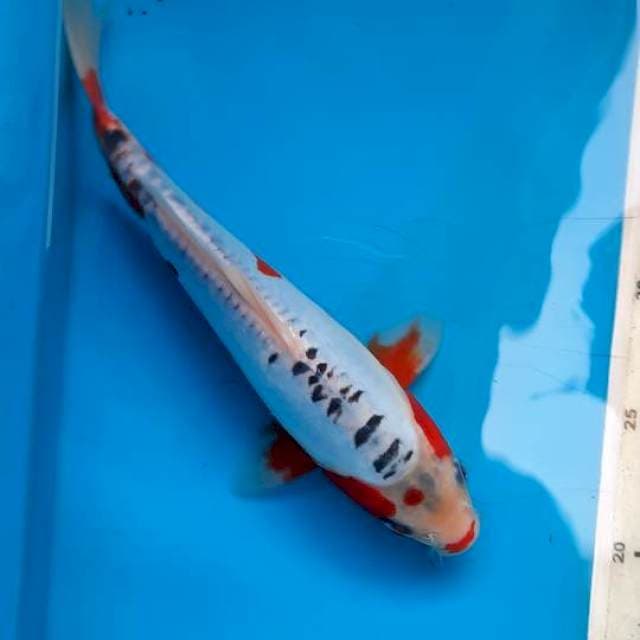 Shusui 25cm