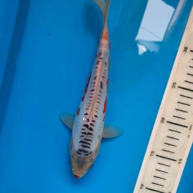 Shusui 26cm