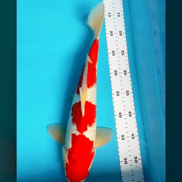 Sq sandan kohaku ginrin male