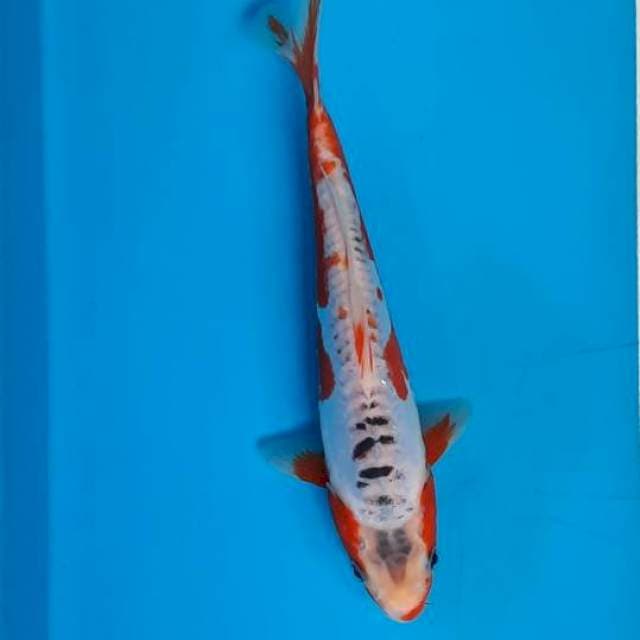 Shusui 21cm