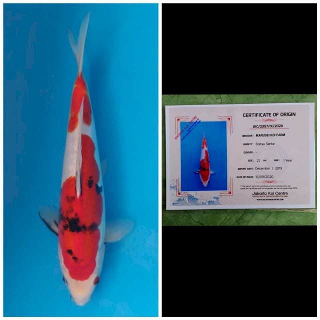 Marusei Sanke Doitsu