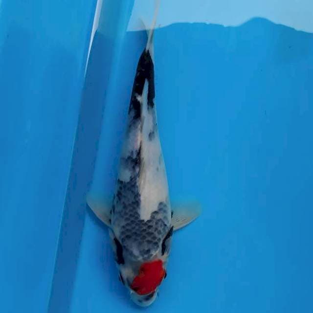 Tanco matsukawa 25cm