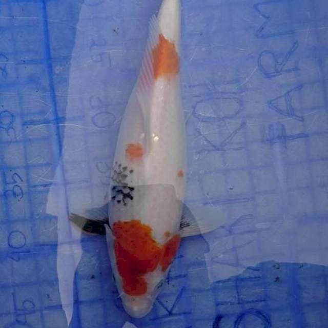 SHOWA TATEGOI 32