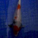 SHOWA TATEGOI 32