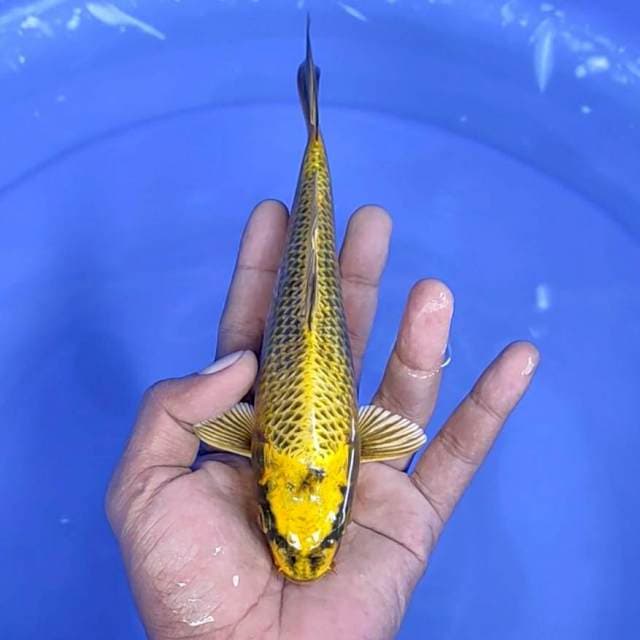 kin matsuba / 20 cm