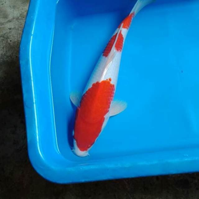 Kohaku sandan ori 32cm male