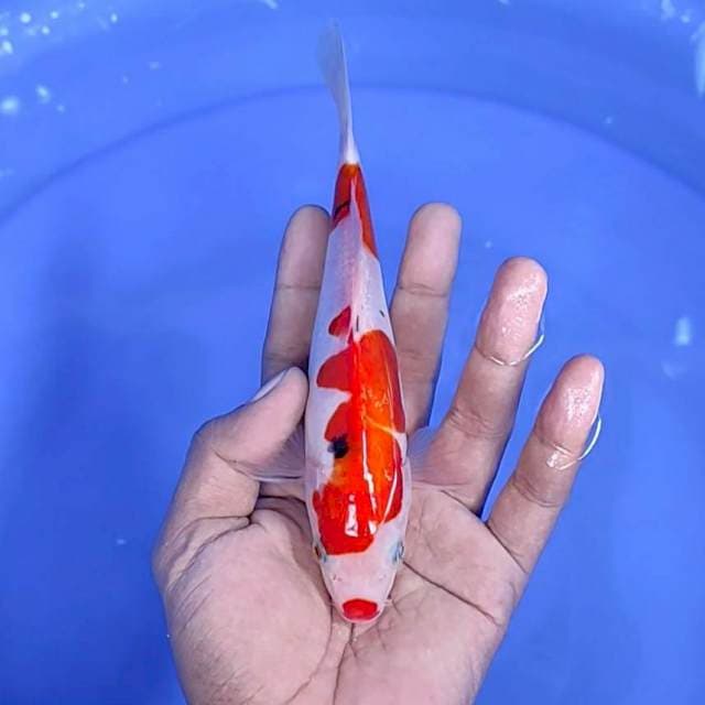 sanke / 18 cm