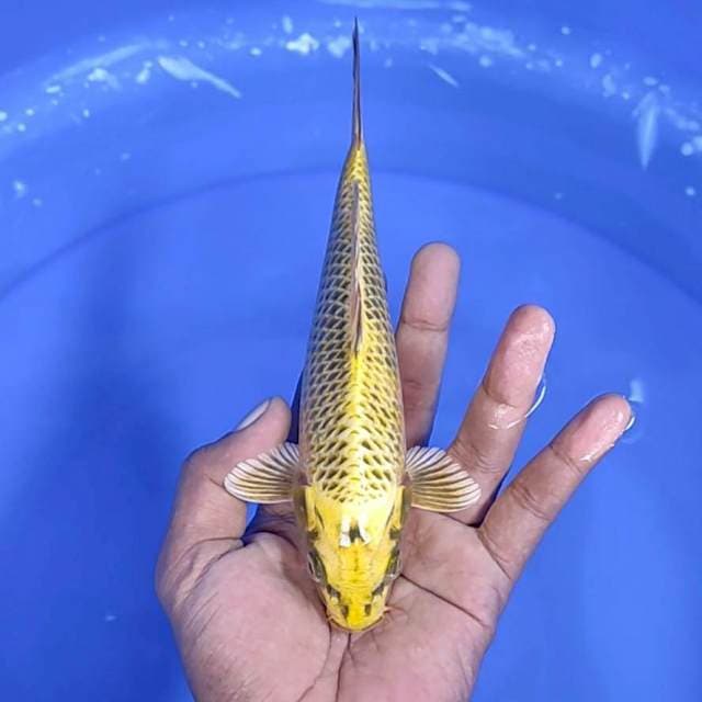 kin matsuba / 20 cm
