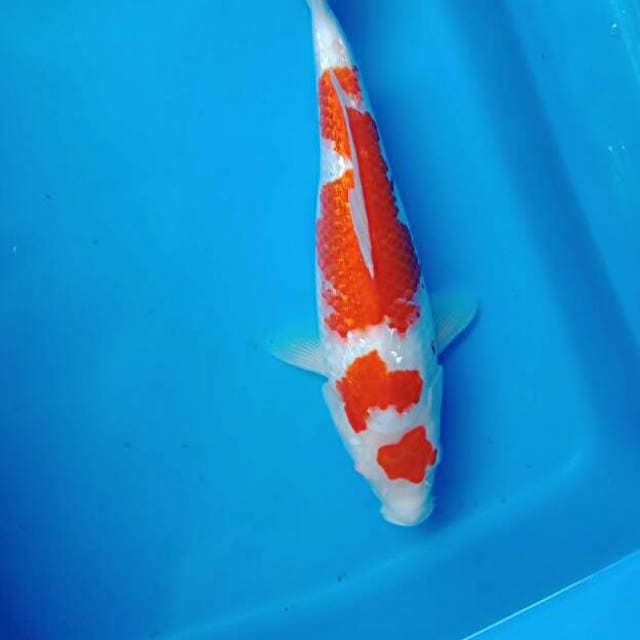 Maruten full ginrin 28cm 
