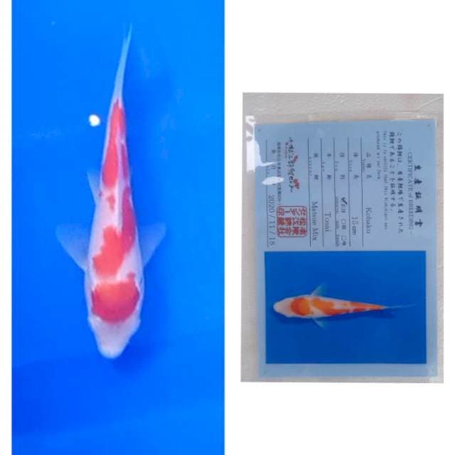 Kohaku Import Matsue