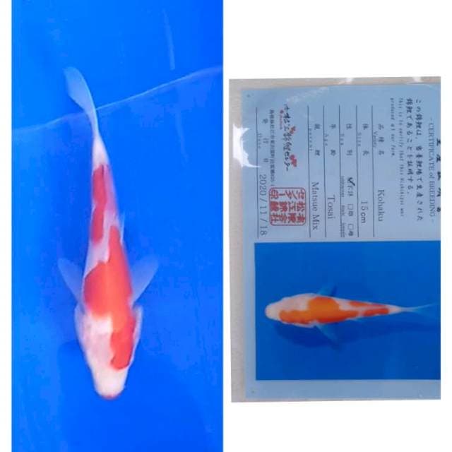 Kohaku Import Matsue