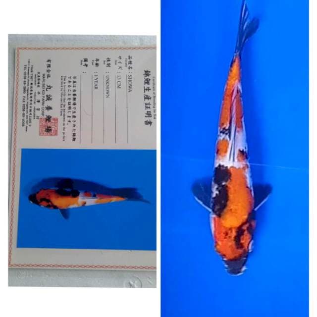Showa Marusei