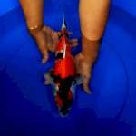 Showa 40 cm