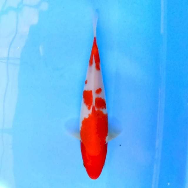 Kohaku 18 cm