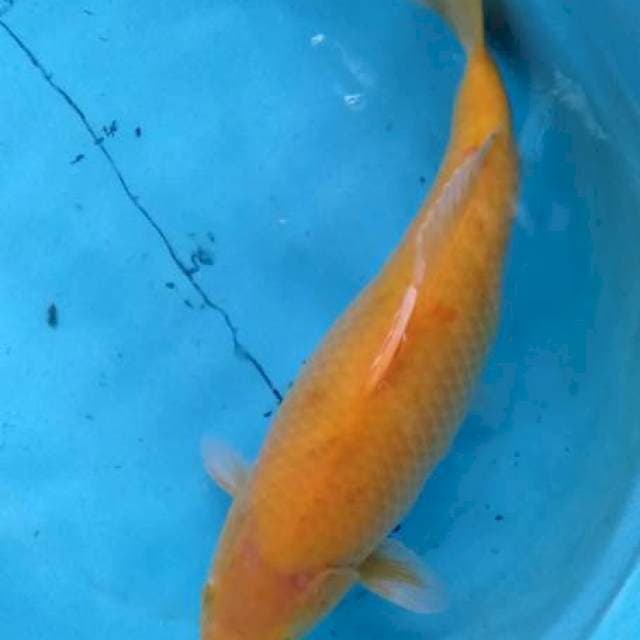 Female 50 BU body tebal