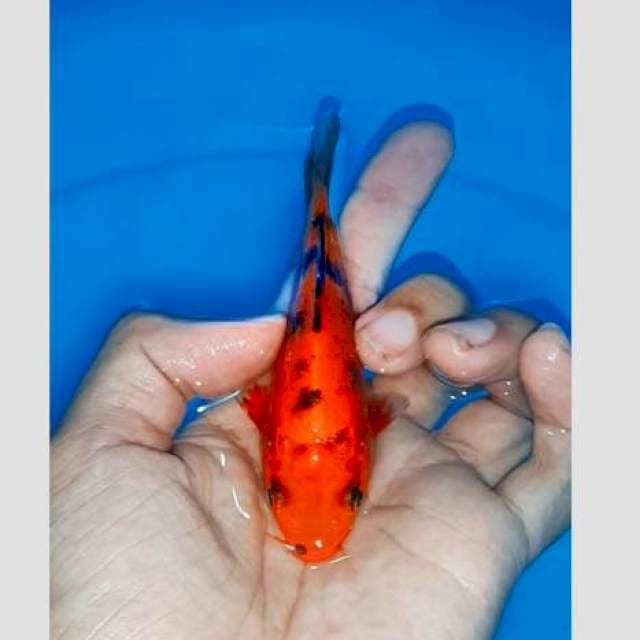 Aka bekko f1 tembus bawah 15cm