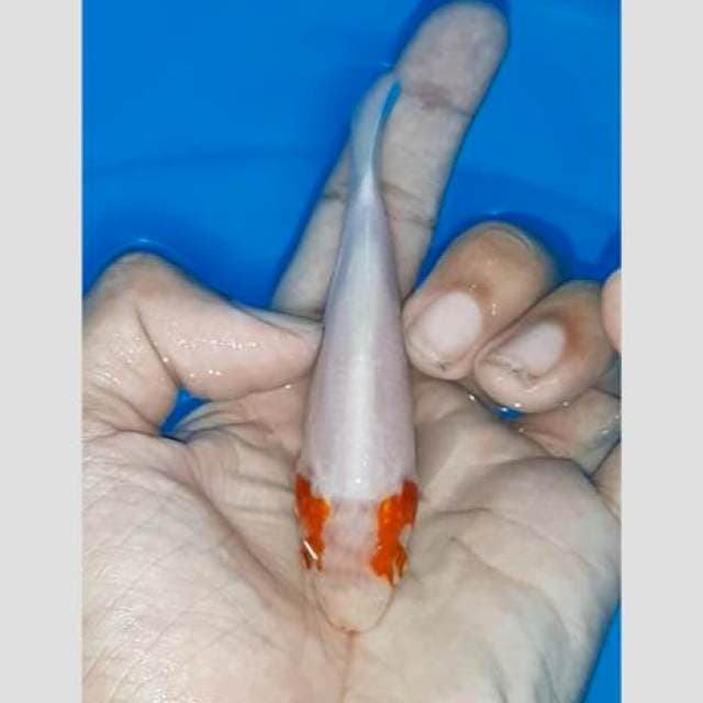 Koi unik(sepertinya asagi) 15cm