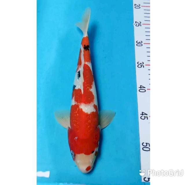 Sanke ginrin 28cm