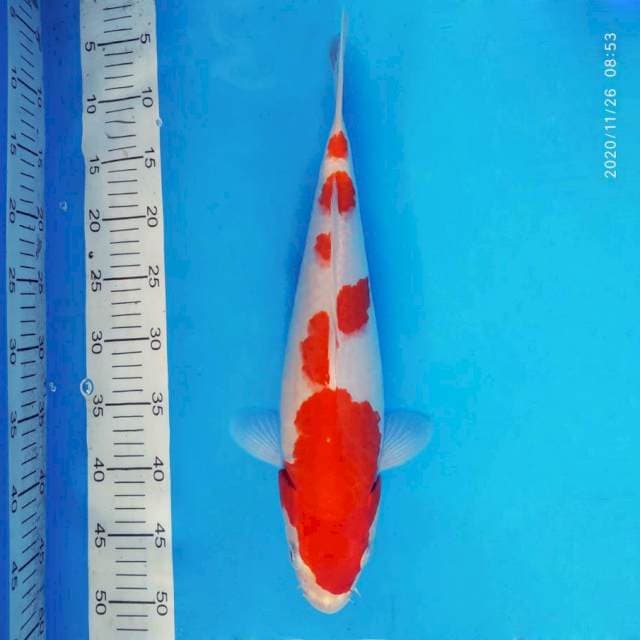 SABOTTEN 12 - Kohaku ®