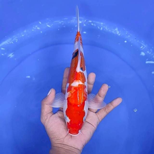5. Sanke Doitsu || 30 cm