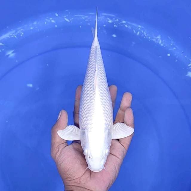 7. Platinum || 28 cm