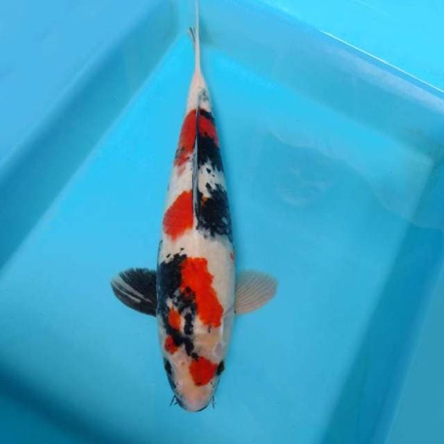 3. ASAHI EVOLUTION ~ SHOWA SPC,-