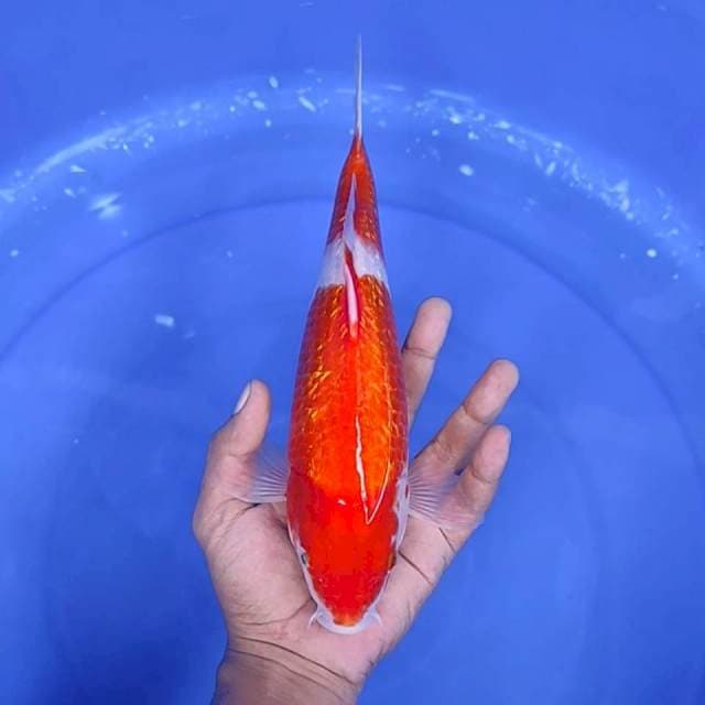 8. Kohaku Ginrin 2 Step || 29 cm