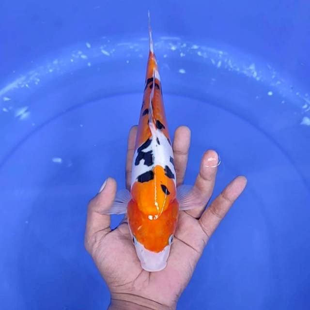 9. Kohaku Doitsu || 27 cm