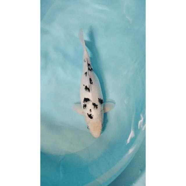Bekko