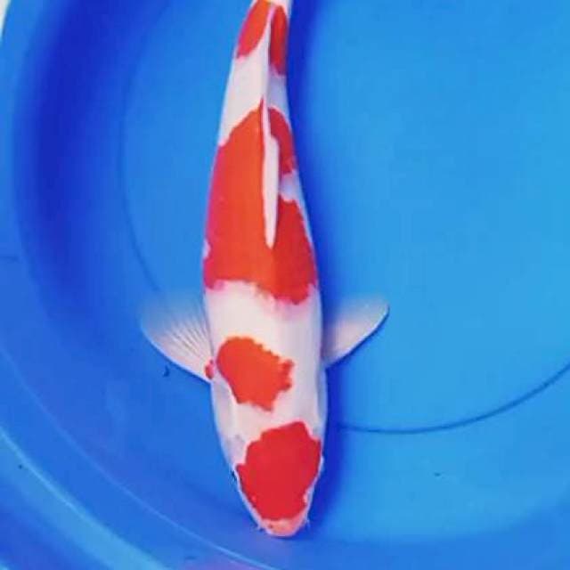 Kohaku male 45 cm red strong